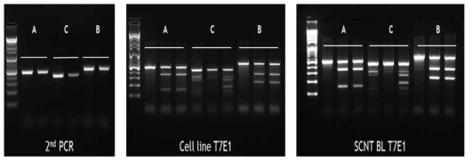 확립된 세포주와 이를 이용하여 제작한 복제수정란에서의 T7E1 assay를 통한 genotyping 검증 예시