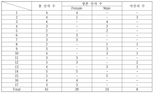 복제수정란 이식을 통한 형질전환돼지 생산