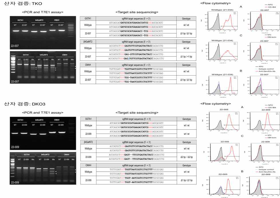 태어난 형질전환돼지 산자의 대한 Genotyping 및 Phenotyping 결과 예시