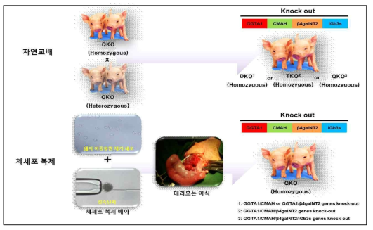 돼지 이종항원 결손 형질전환돼지 생산 모식도