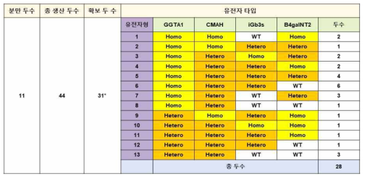 번식유도를 통한 이종항원 결손 형질전환돼지 생산 및 보유 현황 *영장류 비임상 시험을 위해 공급된 개체 수 포함