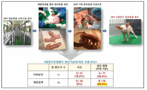 DPF 수준의 원료동물 확보를 위한 제왕절개 및 인공포유 기술 확립