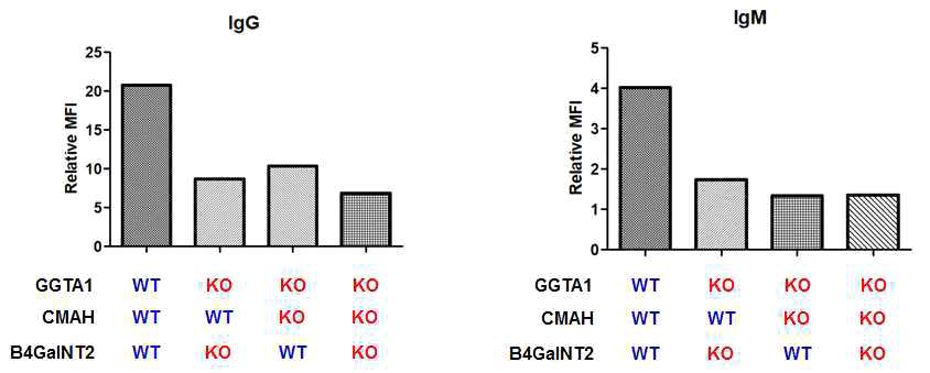 돼지 이종항원 유전자 결손 정도에 따른 human IgG, IgM binding 결과