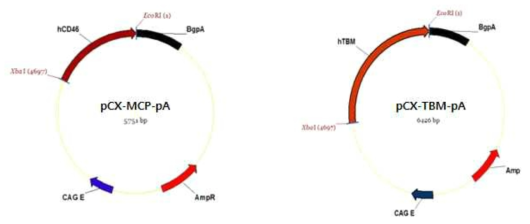 MCP 및 TBM 발현 벡터 모식도