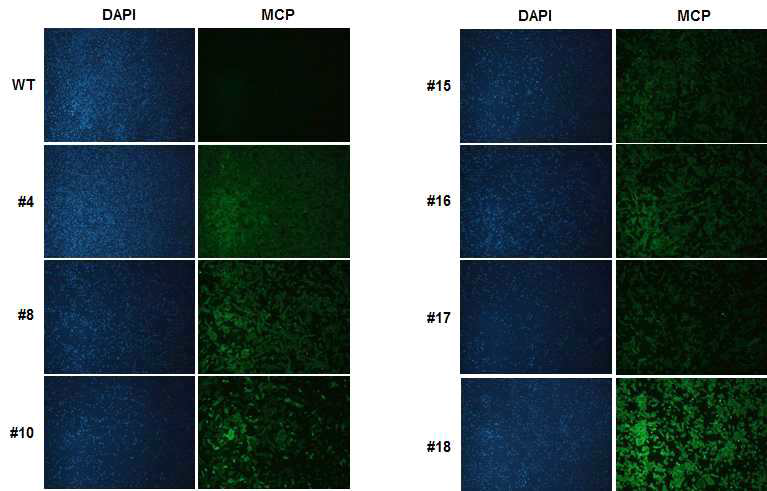 후보 세포주 별 MCP 발현 확인을 위한 세포면역형광염색 결과