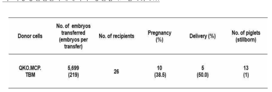 QKO/MCP/TBM 다중형질전환복제돼지 생산 효율
