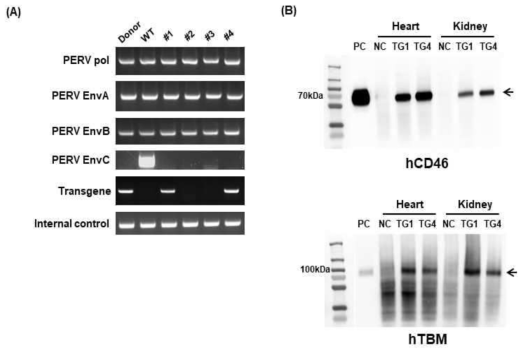 신생 복제자돈 Genotyping (A) 및 Western-blot 분석 결과(B)