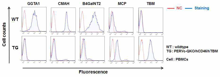 QKO/MCP/TBM 다중형질전환돼지 PBMCs를 이용한 FACS 결과