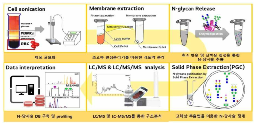 N-당사슬 분리 및 분석 flowchart