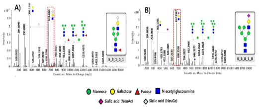 분자량이 1890.66 Da인 N-당사슬의 tandem을 통한 구조분석 결과 A) NeuGc가 결합된 N-당사슬 구조 B) NeuAc가 결합된 N-당사슬 구조