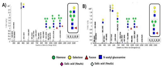 동일한 당 조성과 분자량을 가지는 N-당사슬 이성질체의 tandem 구조분석 A) hybrid type N-당사슬 B) 알파갈 구조 N-당사슬
