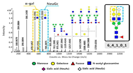 알파갈 구조와 NeuGc 산성당이 동시에 결합된 N-당사슬의 tandem을 통한 구조분석 결과