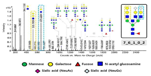 알파갈 & NeuGc 산성당이 동시에 결합된 N-당사슬의 tandem을 통한 구조분석 결과