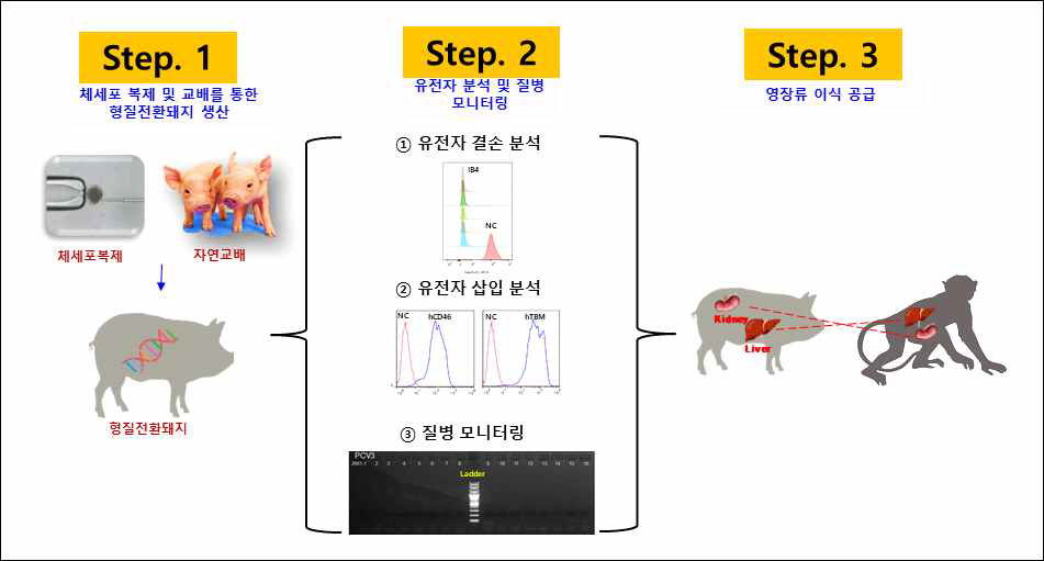 영장류 비임상 연구를 위해 공급될 형질전환돼지 선발 과정