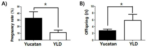 대리모돈 종별 (유카탄 및 3원교잡종) A) 임신율 및 B) 복 당 산자 수 비교