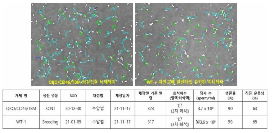 QKO.MCP.TBM 형질전환돼지와 WT 돼지의 정자농도 및 운동성 비교 결과