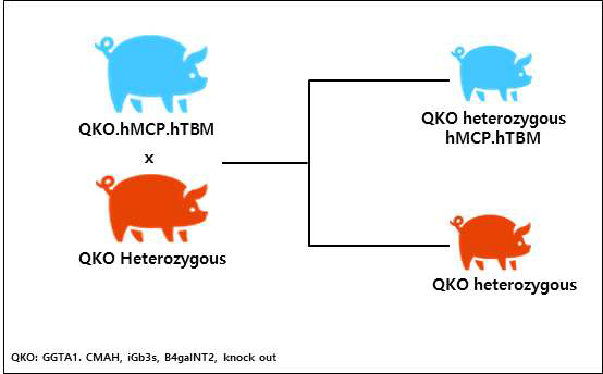 QKO.MCP.TBM 형질전환돼지 번식을 통해 확보 가능한 타입