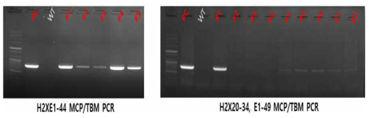 형질전환돼지 자돈 별 MCP.TBM 삽입여부를 확인하기 위한 PCR 결과