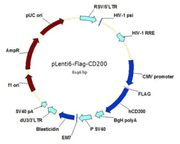 CD200 발현 형질전환세포주 구축에 사용된 플라스미드 벡터 모식도
