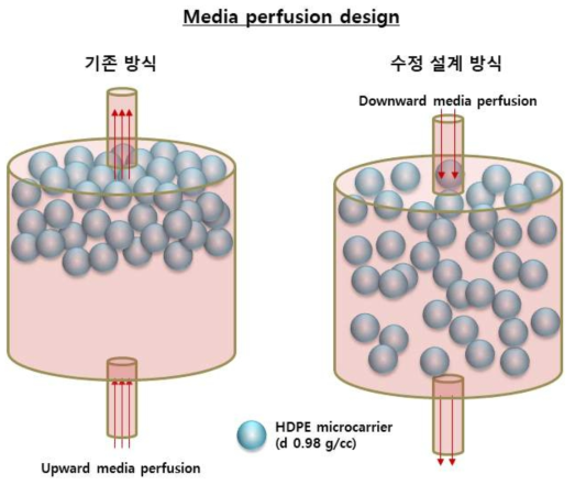 배양조 내 매양액 perfusion 작동 방향 변화 및 배양액보다 현저하게 낮은 밀도범위의 마이크로캐리어가 이러한 perfusion 방향에 의해 나타낼 수 있는 분포 거동 변 화에 대한 모식도