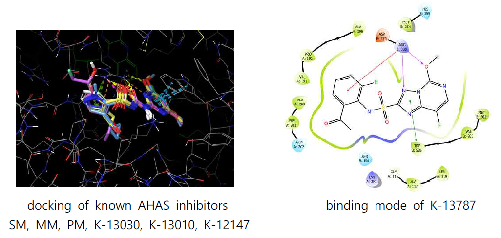Homology modeling of AHAS inhibitors to M. tuberculosis