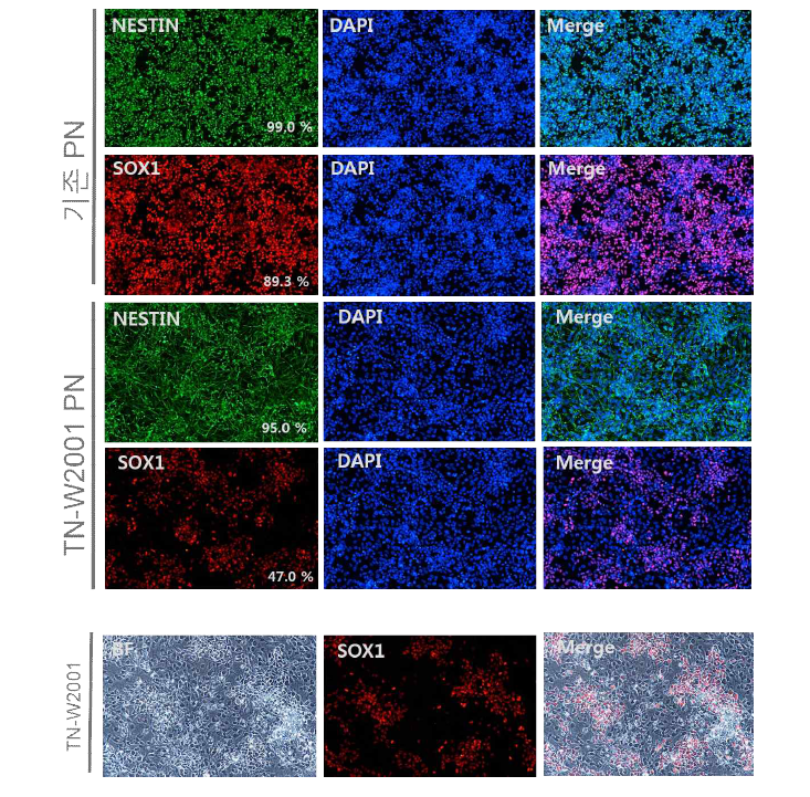 정상적으로 제조된 PSA-NCAM 양성 신경전구세포(PN)와 TN-W2001 PN의 미분화 마커 발현 비교