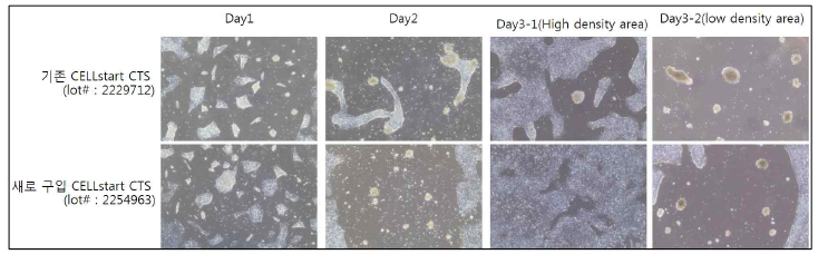 계대 2회 후 Cellstart lot 별 부착력 테스트