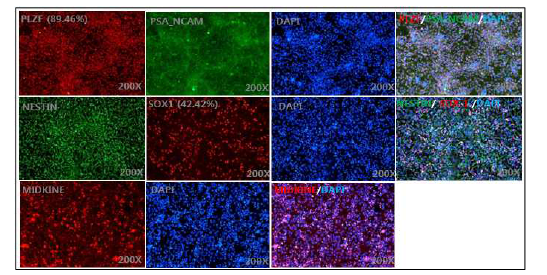 3D 배양액으로 분화된 PN(+) 세포 마커 확인