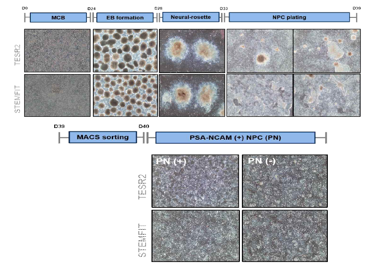 STEMFIT, TESR2 배양액의 분화 과정 비교