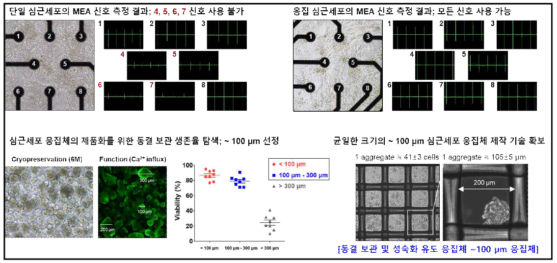 심근세포 응집체의 성숙화 촉진 효과 검증 및 동결보관 심근세포 응집체 제작 기술