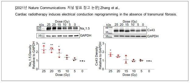 방사선을 이용한 심근세포 성숙화 유도 기술 개발 배경 (Zhang et al., 2021. Nat Comm)