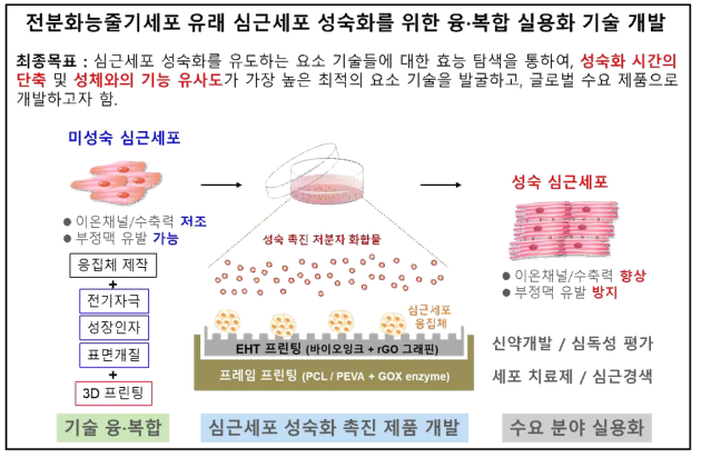 심근세포 성숙화 촉진 기술 개발의 개요