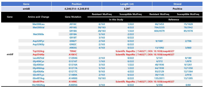 embB gene mutation 분석 결과