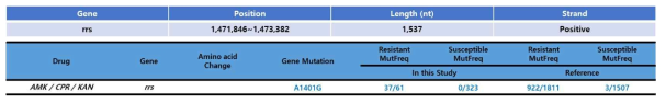 rrs gene mutation 분석 결과