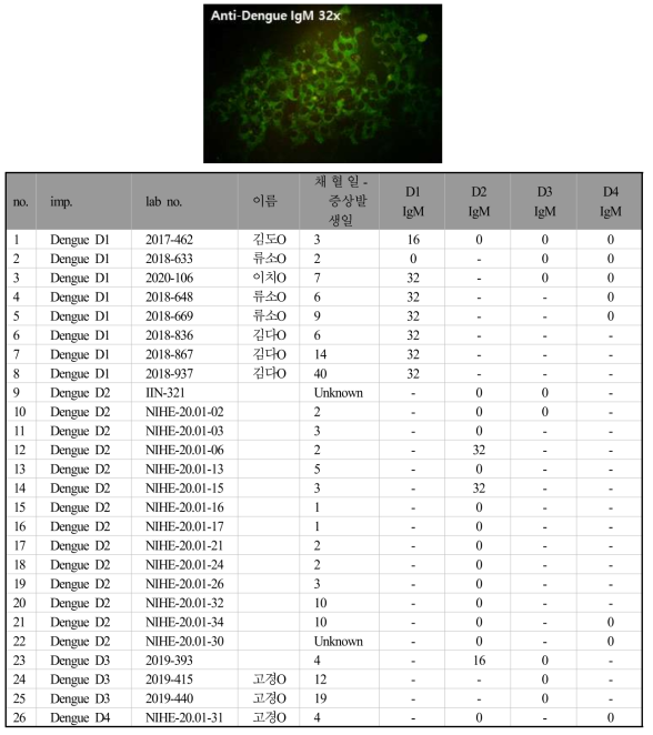 뎅기바이러스 타입별 IFA IgM 결과