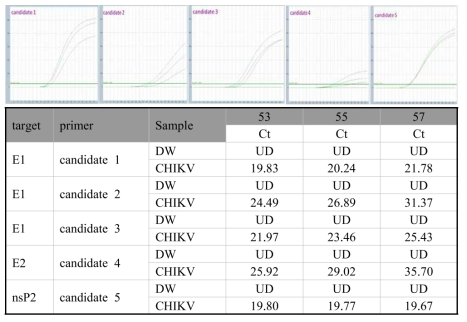 Chikungunya virus gradient real time PCR 결과