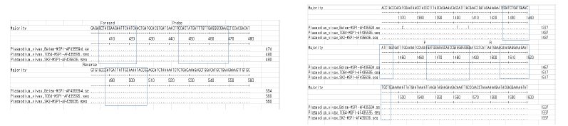 MSP1 alignment