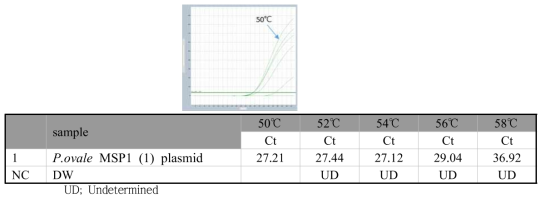 P. ovale specific gradient real-time PCR 결과