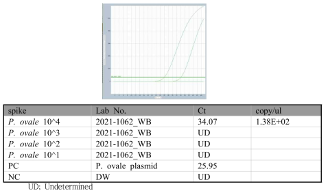 P. ovale specific real-time PCR spiking 결과