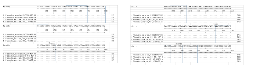 MSP1 alignment 및 primer, probe 위치