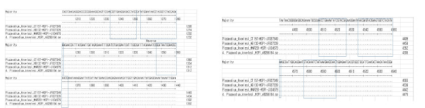 MSP1 alignment