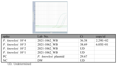 P. knowlesi specific real-time PCR spiking 결과