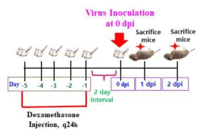 Chikungunya virus 동물감염모델 구축을 위한 모식도