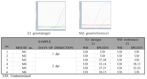 동물감염모델 대상으로 한 CHIKV 검출용 real time PCR 결과