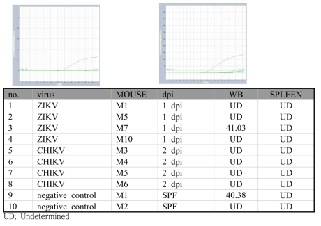 타질환 동물감염모델 대상으로 한 YFV 검출용 real time PCR 결과