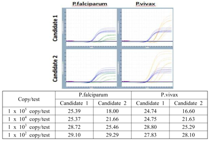 P. falciparum, P. vivax multiplex real time PCR