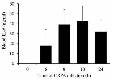 CRPA 감염 시간에 따른 혈중 IL-6 농도 증가