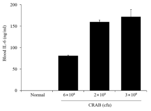 CRAB 감염균 수에 따른 혈중 IL-6 농도 증가