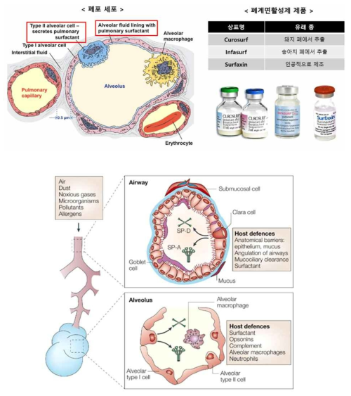 폐계면활성제의 시판 제품과 호흡기 면역 작용 [Jo. R.W. (2005), Nature Reviews Immunology]