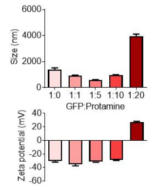 프로타민 양에 따른 GFP 탑재율 및 입자의 크기와 전하